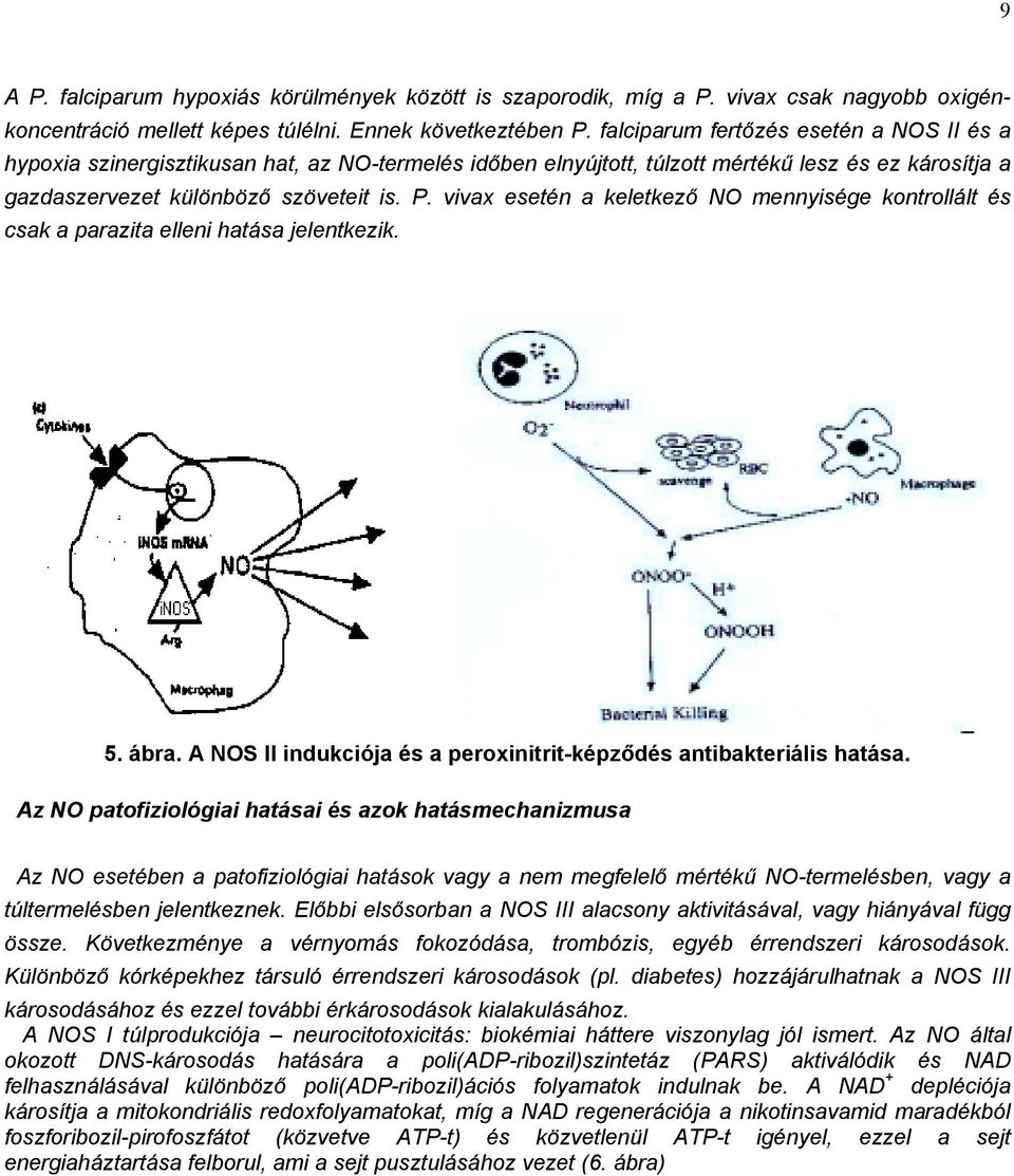 vivax esetén a keletkező O mennyisége kontrollált és csak a parazita elleni hatása jelentkezik. 5. ábra. A OS II indukciója és a peroxinitrit-képződés antibakteriális hatása.