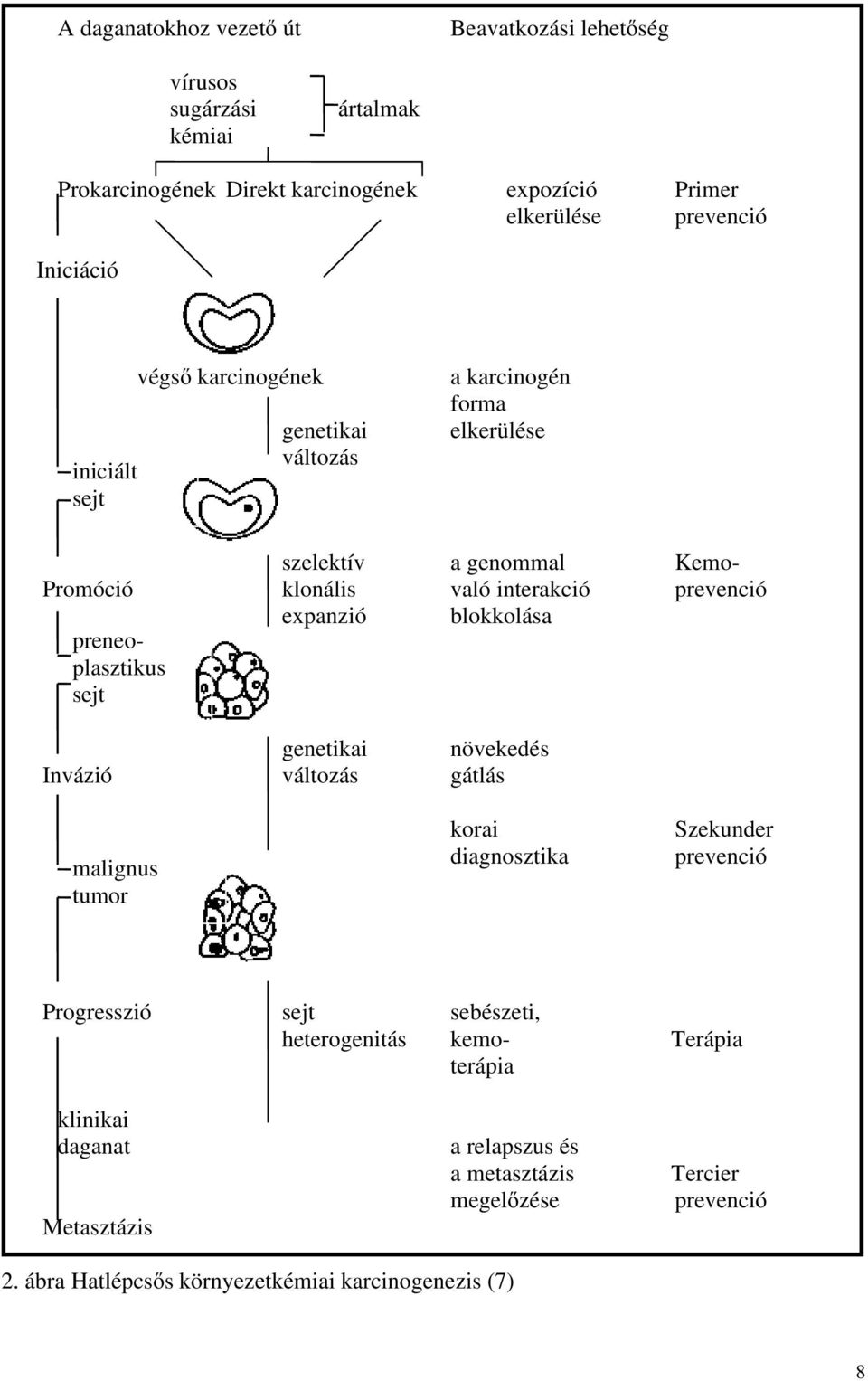 blokkolása preneoplasztikus sejt genetikai növekedés Invázió változás gátlás malignus tumor korai diagnosztika Szekunder prevenció Progresszió sejt sebészeti,