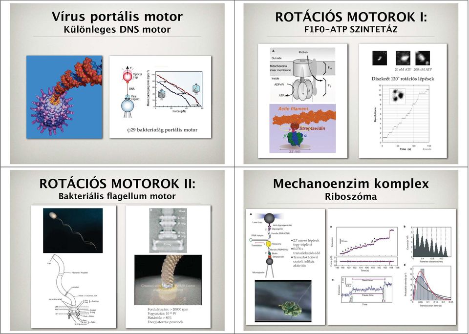 flagellum motor Mechanoenzim komplex Riboszóma 2.7 nm-es lépések (egy triplett) 0.