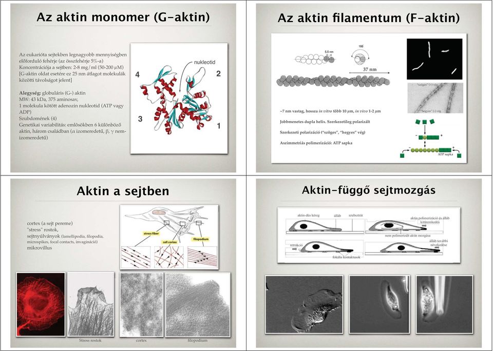 nukleotid (ATP vagy ADP) Szubdomének (4) Genetikai variabilitás: emlôsökben 6 különböző aktin, három családban (α izomeredetű, β, γ nemizomeredetű) 3 1 ~7 nm vastag, hossza in vitro több 10 μm, in