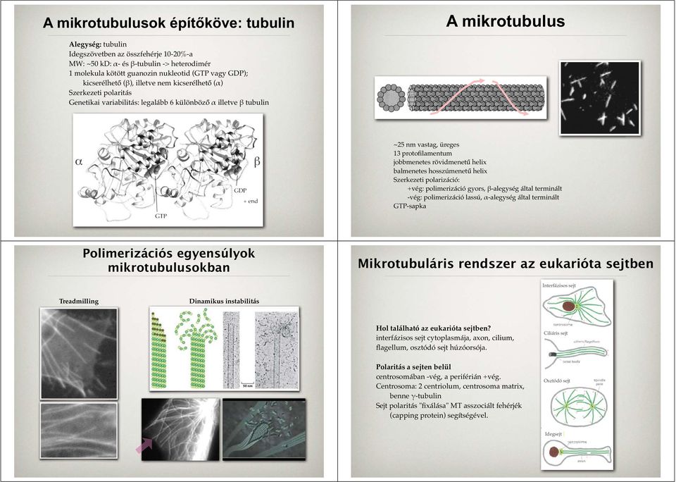 rövidmenetű helix balmenetes hosszúmenetű helix Szerkezeti polarizáció: +vég: polimerizáció gyors, β-alegység által terminált -vég: polimerizáció lassú, α-alegység által terminált GTP-sapka