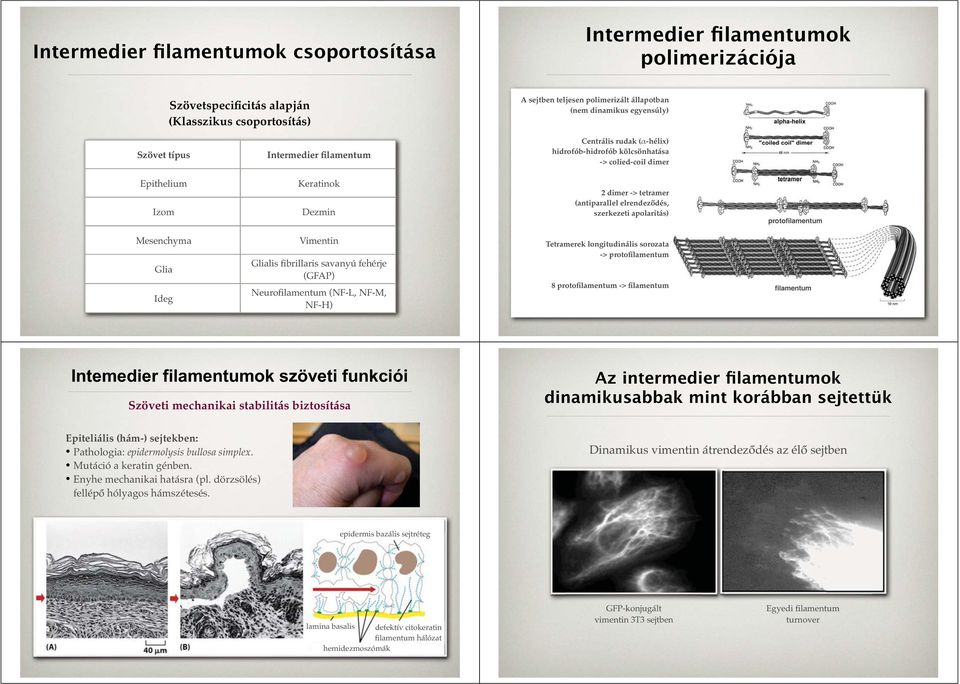 elrendeződés, szerkezeti apolaritás) protofilamentum Mesenchyma Glia Ideg Vimentin Glialis fibrillaris savanyú fehérje (GFAP) Neurofilamentum (NF-L, NF-M, NF-H) Tetramerek longitudinális sorozata ->