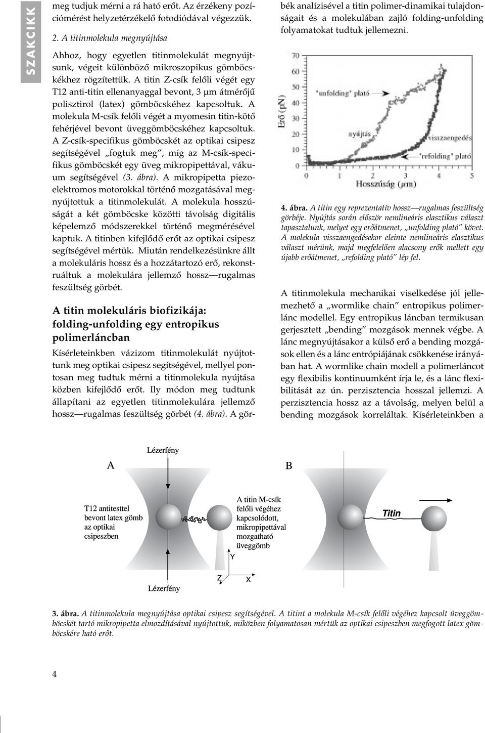 A titin Z-csík felôli végét egy T12 anti-titin ellenanyaggal bevont, 3 µm átmérôjû polisztirol (latex) gömböcskéhez kapcsoltuk.