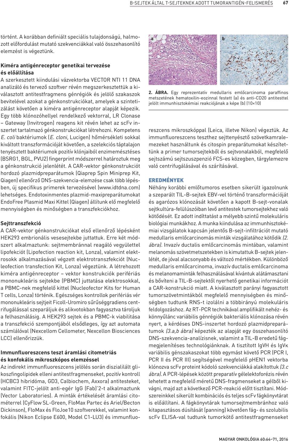 a b Kiméra antigénreceptor genetikai tervezése és előállítása A szerkesztett kiindulási vázvektorba VECTOR NTI 11 DNA analizáló és tervező szoftver révén megszerkesztettük a kiválasztott