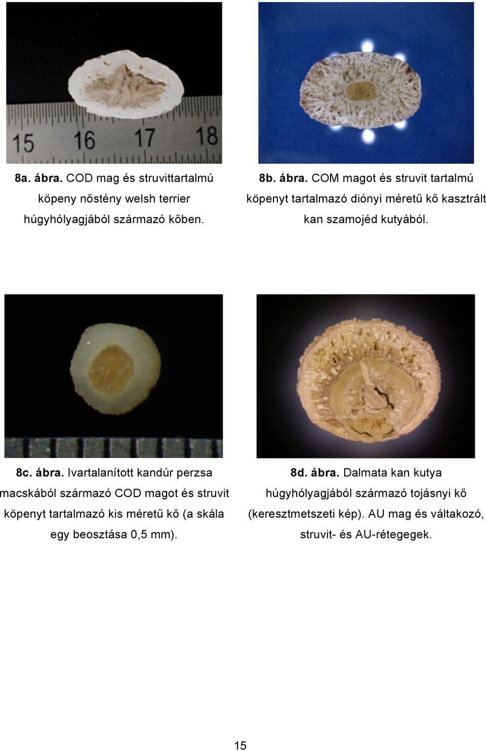 Ivartalanított kandúr perzsa macskából származó COD magot és struvit köpenyt tartalmazó kis méretű kő (a skála egy