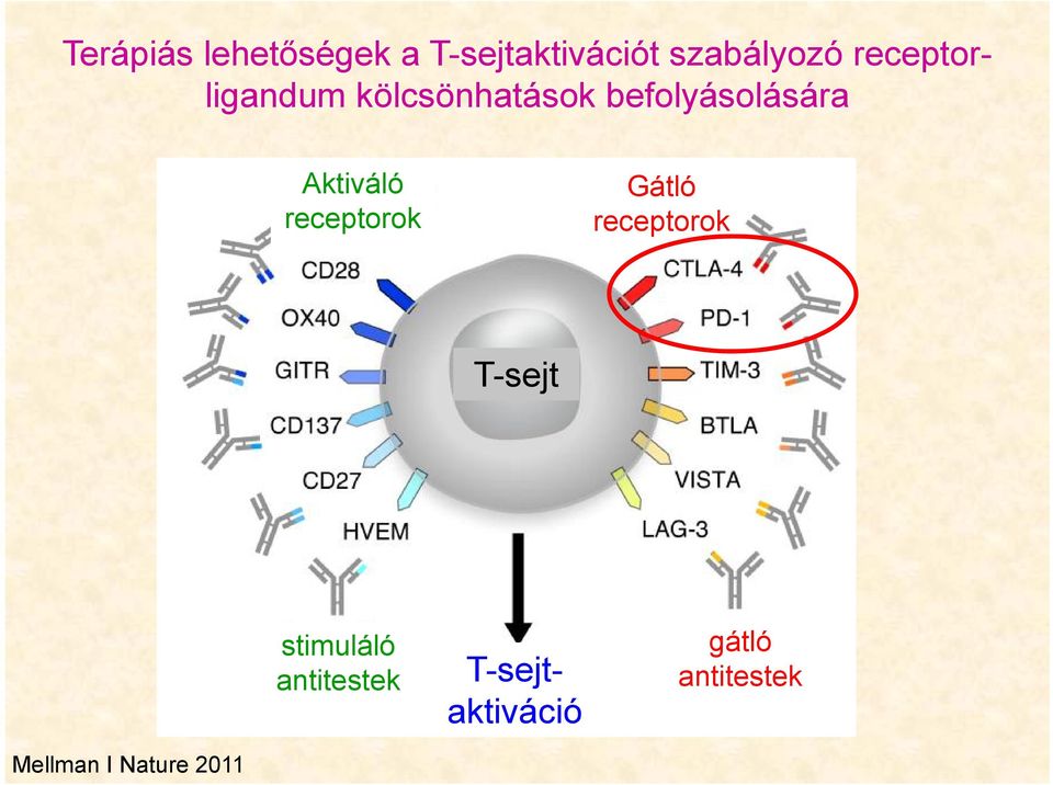 Aktiváló receptorok Gátló receptorok T-sejt stimuláló