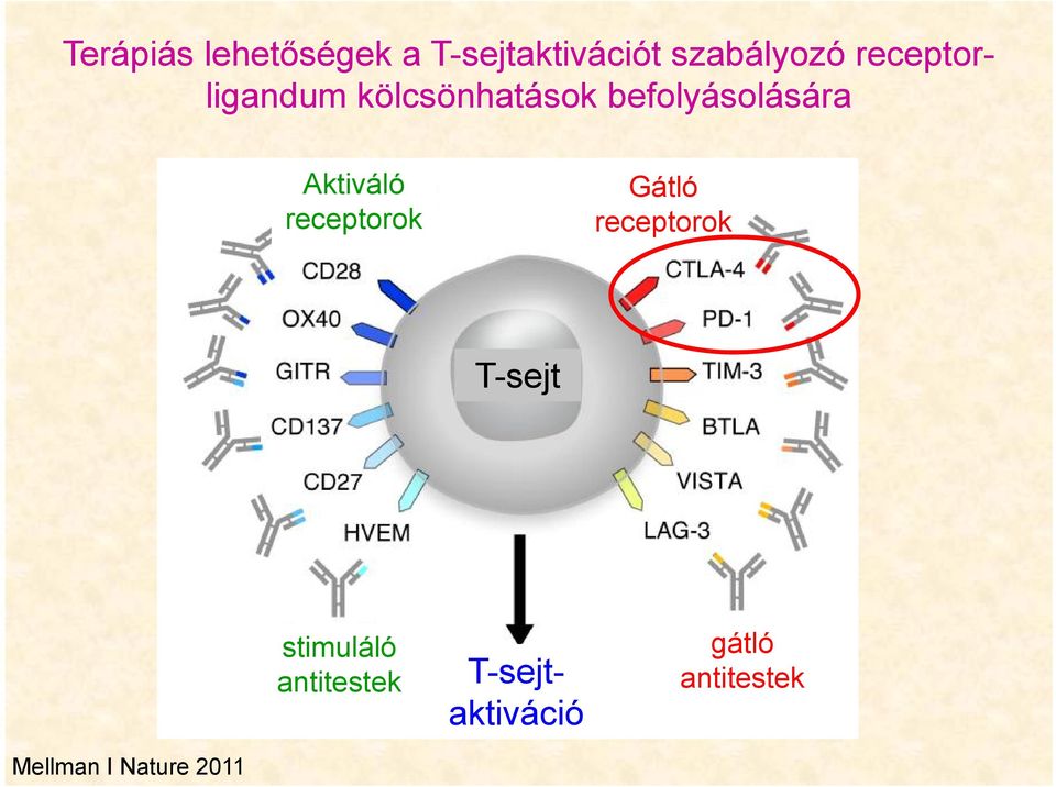 Aktiváló receptorok Gátló receptorok T-sejt stimuláló