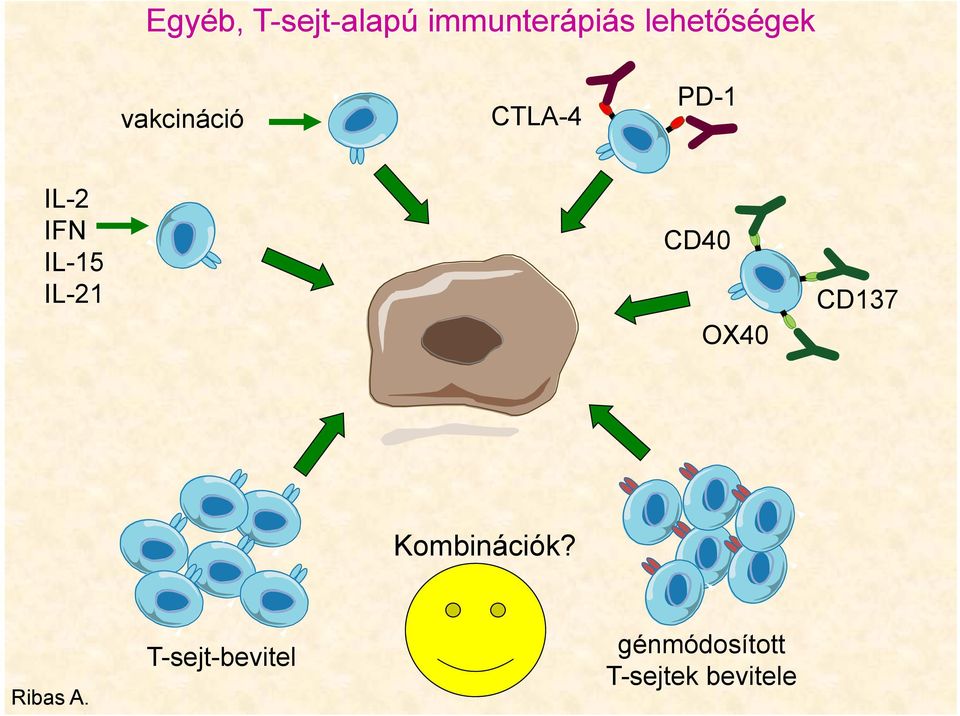 IL-15 IL-21 CD40 OX40 CD137 Kombinációk?
