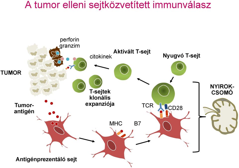 T-sejt TUMOR T-sejtek klonális expanziója TCR