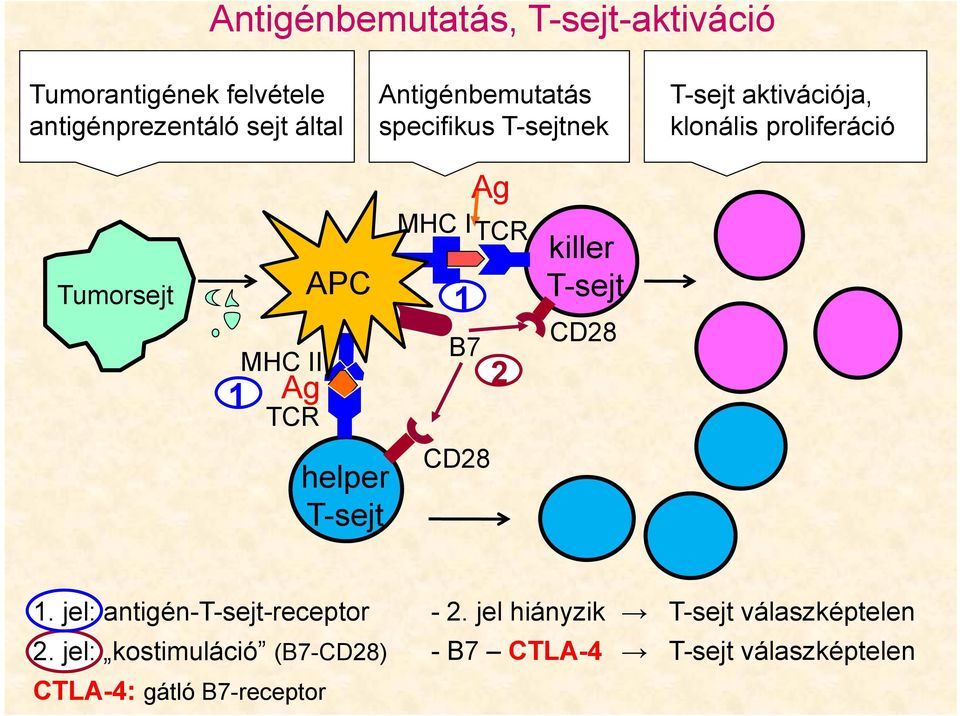 TCR APC MHC I TCR 1 B7 2 killer T-sejt CD28 helper T-sejt CD28 1. jel: antigén-t-sejt-receptor 2.