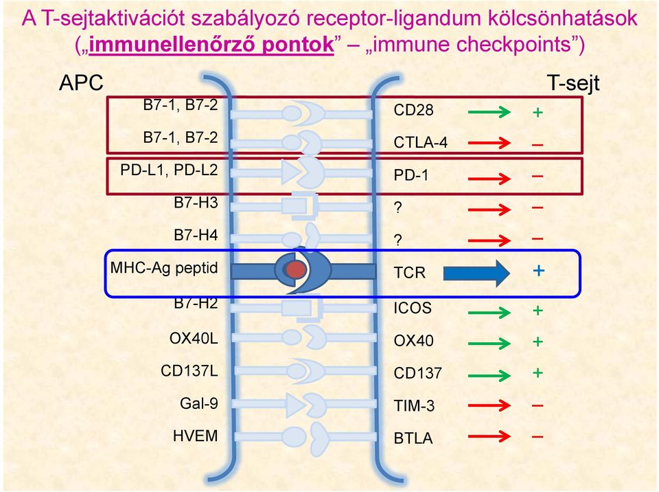 B7-2 CD28 CTLA-4 T-sejt + PD-L1, PD-L2 PD-1 B7-H3? B7-H4?