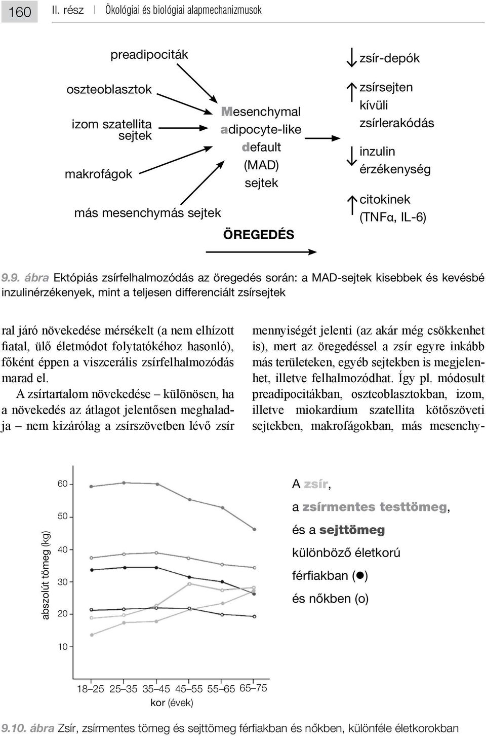 zsírsejten kívüli zsírlerakódás inzulin érzékenység citokinek (TNFα, IL-6) 9.
