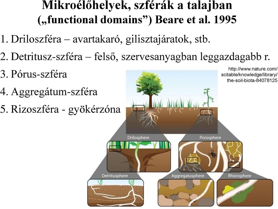 Detritusz-szféra felső, szervesanyagban leggazdagabb r. 3. Pórus-szféra 4.