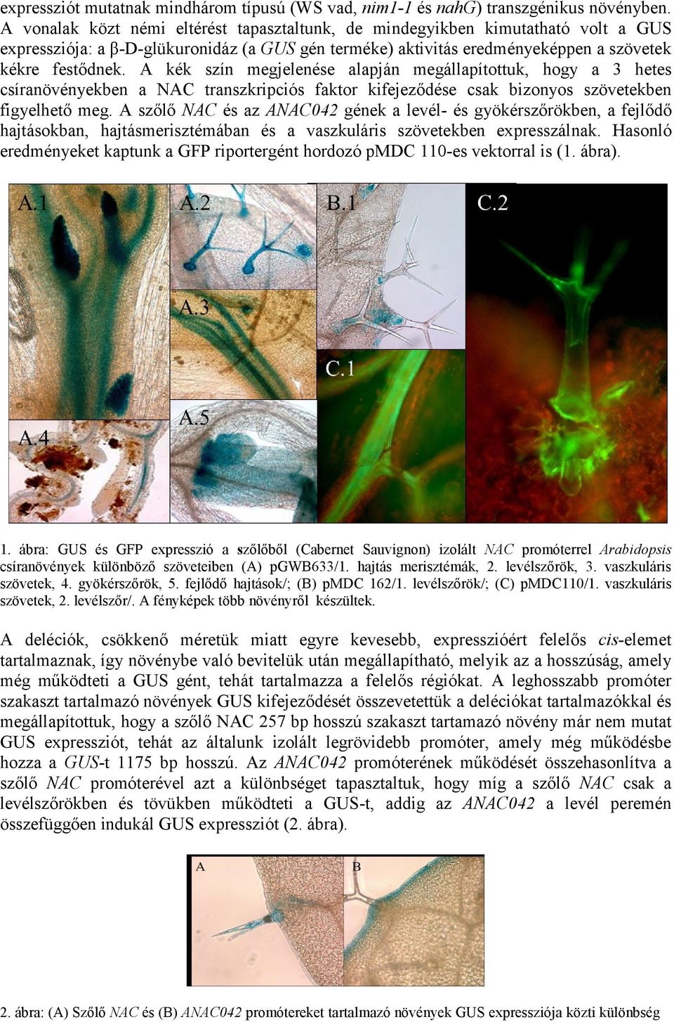 A kék szín megjelenése alapján megállapítottuk, hogy a 3 hetes csíranövényekben a NAC transzkripciós faktor kifejeződése csak bizonyos szövetekben figyelhető meg.