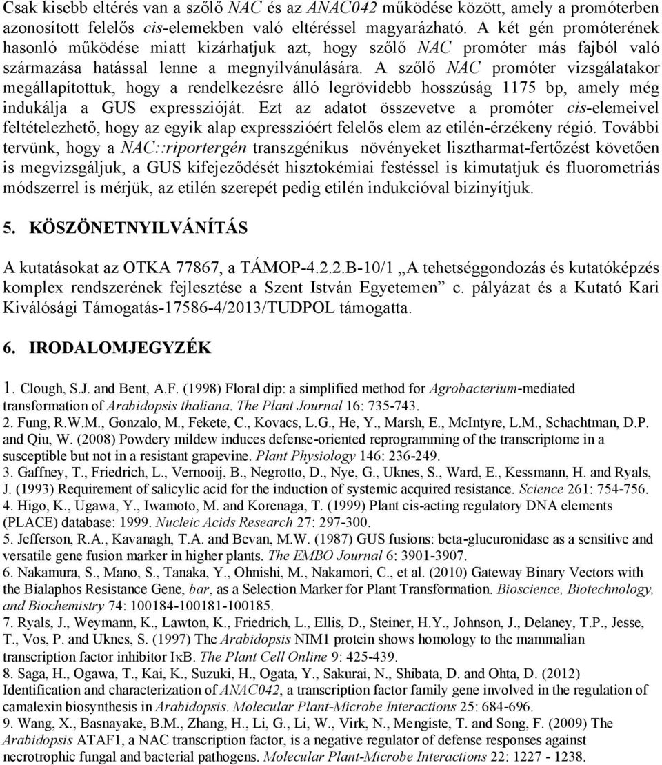 A szőlő NAC promóter vizsgálatakor megállapítottuk, hogy a rendelkezésre álló legrövidebb hosszúság 1175, amely még indukálja a GUS expresszióját.