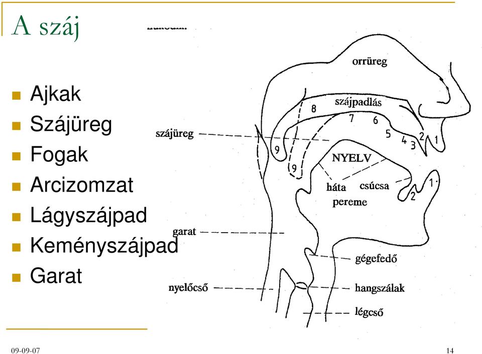 Arcizomzat