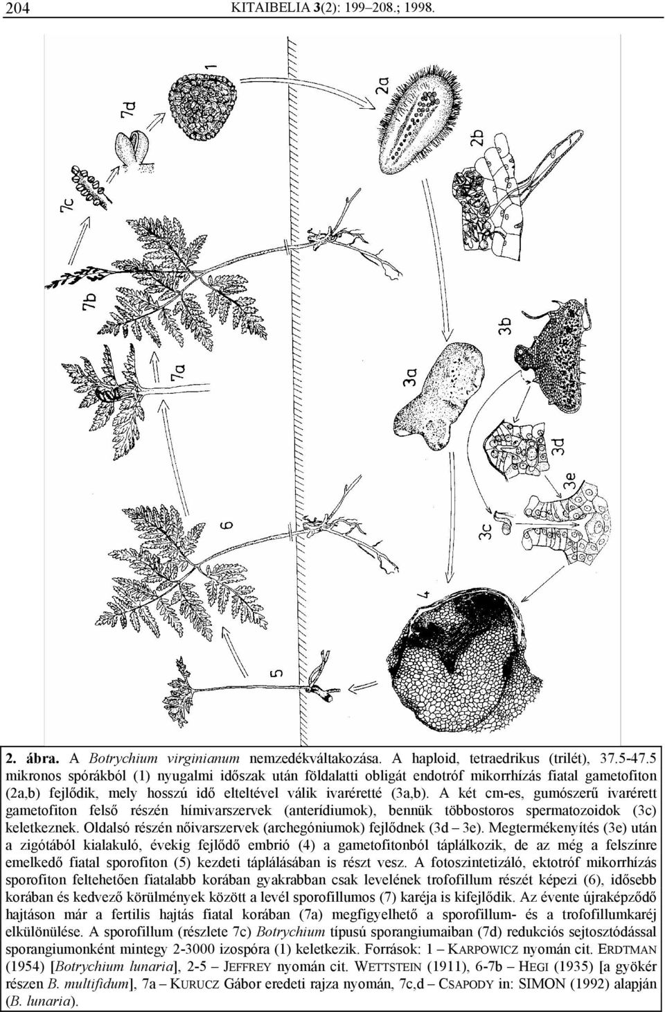 A két cm-es, gumószerű ivarérett gametofiton felső részén hímivarszervek (anterídiumok), bennük többostoros spermatozoidok (3c) keletkeznek.