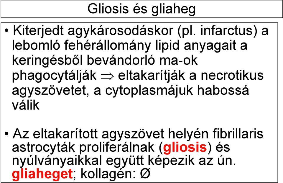 phagocytálják eltakarítják a necrotikus agyszövetet, a cytoplasmájuk habossá válik Az