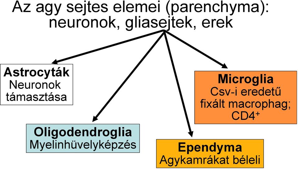 Oligodendroglia Myelinhüvelyképzés Microglia Csv-i