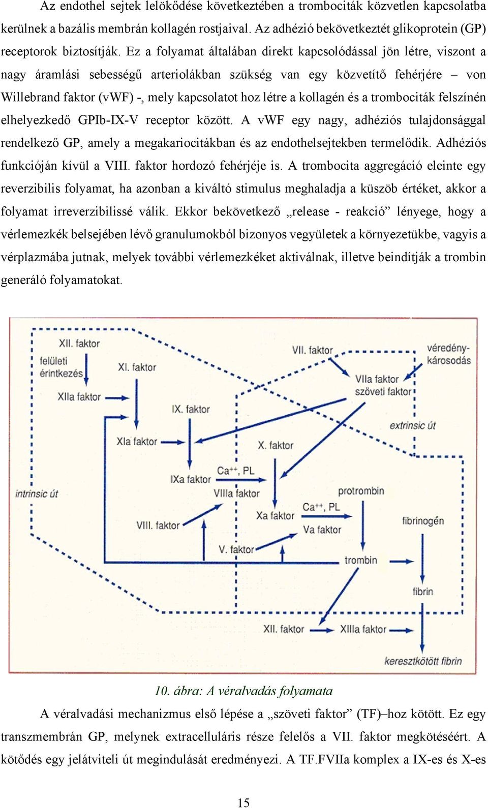 a kollagén és a trombociták felszínén elhelyezkedő GPIb-IX-V receptor között. A vwf egy nagy, adhéziós tulajdonsággal rendelkező GP, amely a megakariocitákban és az endothelsejtekben termelődik.