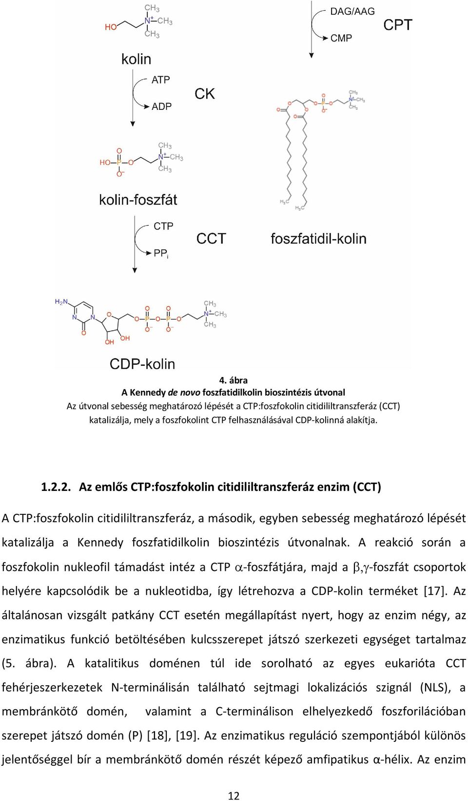 2. Az emlős CTP:foszfokolin citidililtranszferáz enzim (CCT) A CTP:foszfokolin citidililtranszferáz, a második, egyben sebesség meghatározó lépését katalizálja a Kennedy foszfatidilkolin bioszintézis