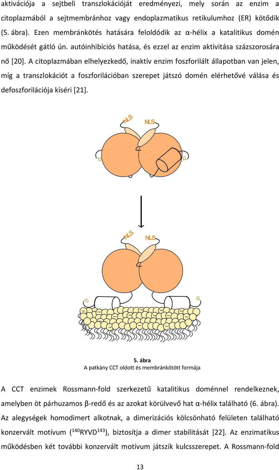 A citoplazmában elhelyezkedő, inaktív enzim foszforilált állapotban van jelen, míg a transzlokációt a foszforilációban szerepet játszó domén elérhetővé válása és defoszforilációja kíséri [21]. 5.