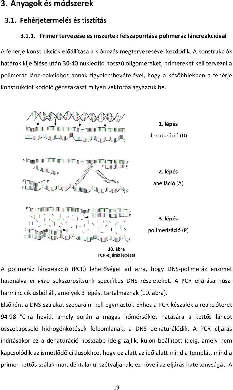 kódoló génszakaszt milyen vektorba ágyazzuk be. 1. lépés denaturáció (D) 2. lépés anelláció (A) 3. lépés polimerizáció (P) 10.