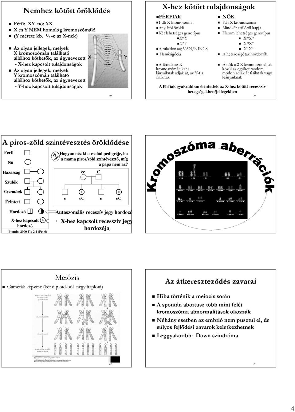 az úgynevezett - Y-hoz kapcsolt tulajdonságok 19 X-hez kötött tulajdonságok FÉRFIAK 1 db X kromoszóma Anyjától örökli Két lehetséges genotípus X m Y X + Y A tulajdonság VAN/NINCS Hemizigócia A