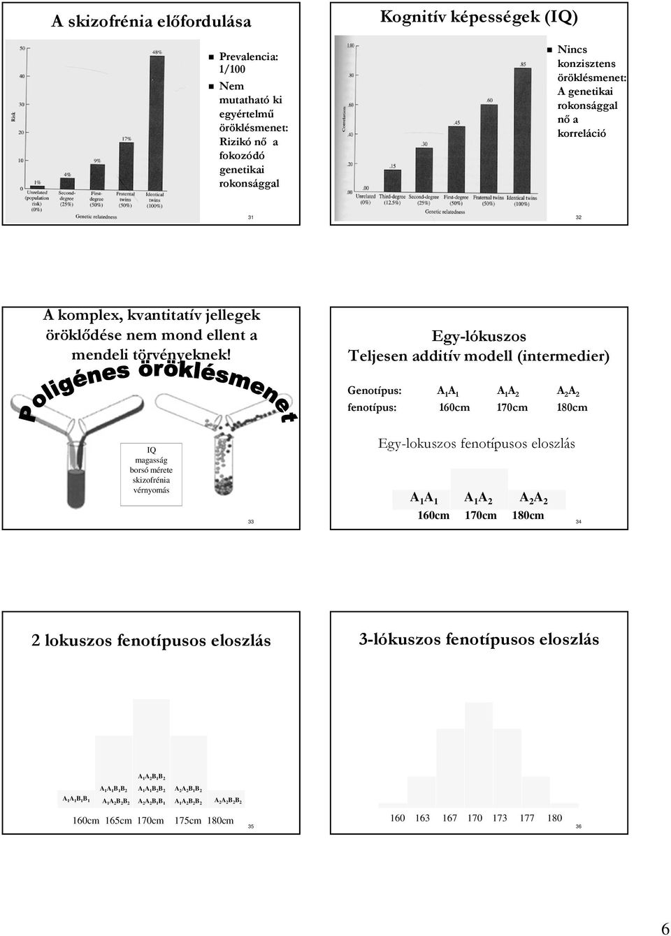 Egy-lókuszos Teljesen additív modell (intermedier) Genotípus: A 1 A 1 A 1 A 2 A 2 A 2 fenotípus: 160cm 170cm 180cm IQ magasság borsó mérete skizofrénia vérnyomás 33 Egy-lokuszos fenotípusos eloszlás