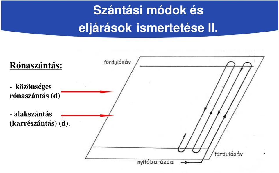 Rónaszántás: - közönséges