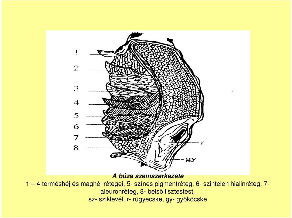 szintelen hialinréteg, 7 aleuronréteg, 8