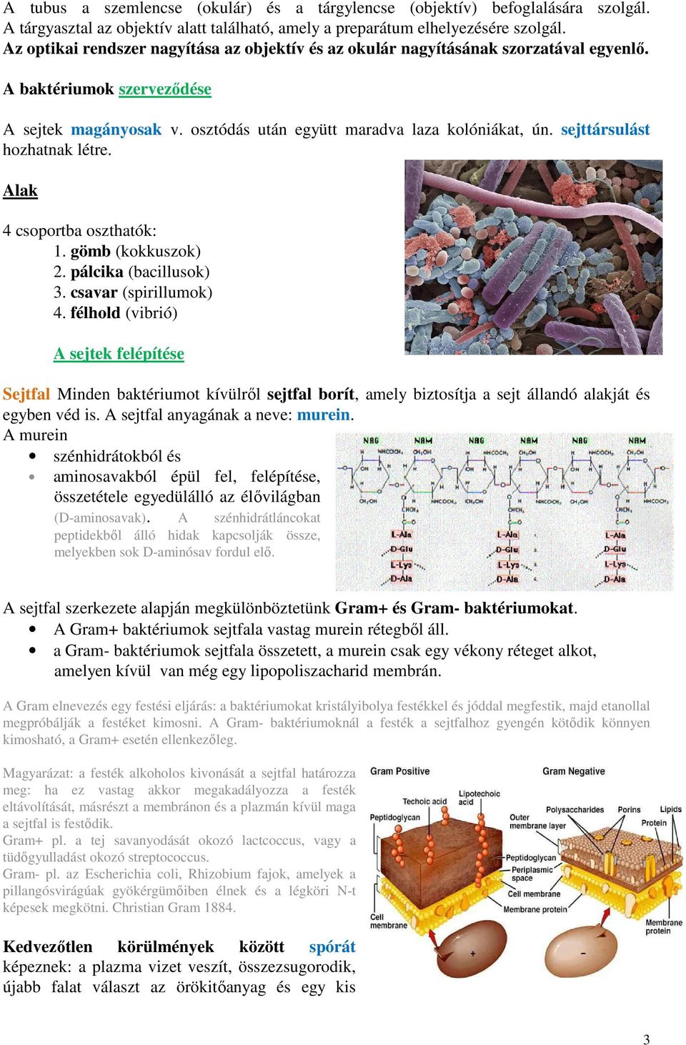 sejttársulást hozhatnak létre. Alak 4 csoportba oszthatók: 1. gömb (kokkuszok) 2. pálcika (bacillusok) 3. csavar (spirillumok) 4.