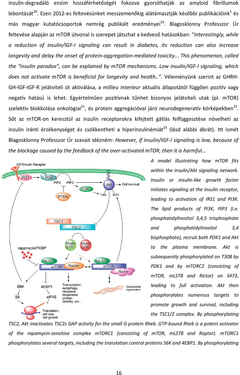 Blagosklonny Professzor Úr feltevése alapján az mtor útvonal is szerepet játszhat a kedvező hatásokban: Interestingly, while a reduction of insulin/igf I signaling can result in diabetes, its