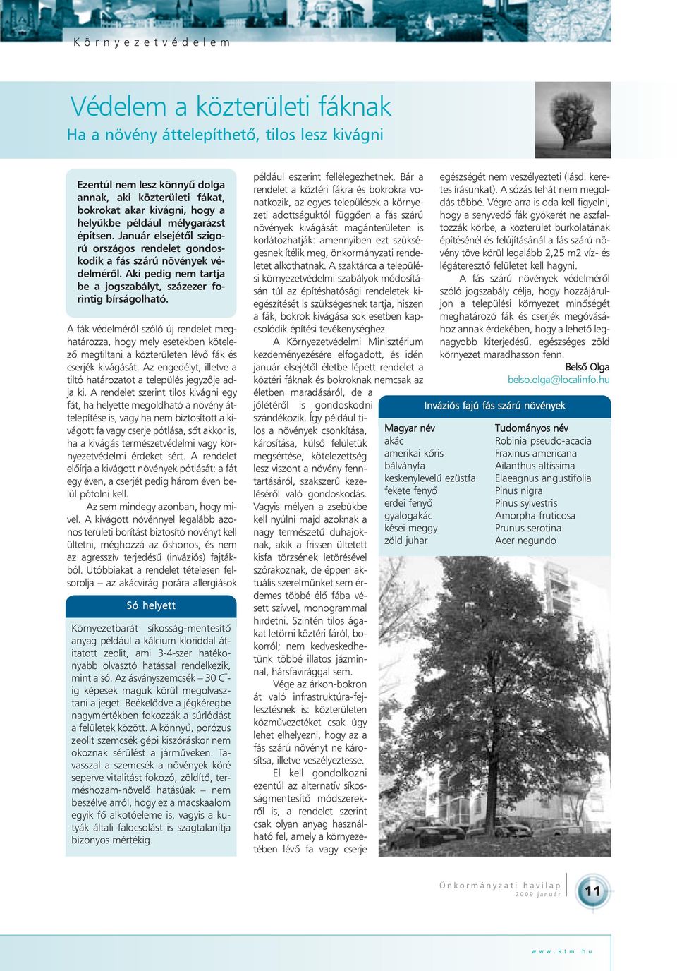 A fák védelmérõl szóló új rendelet meghatározza, hogy mely esetekben kötelezõ megtiltani a közterületen lévõ fák és cserjék kivágását.