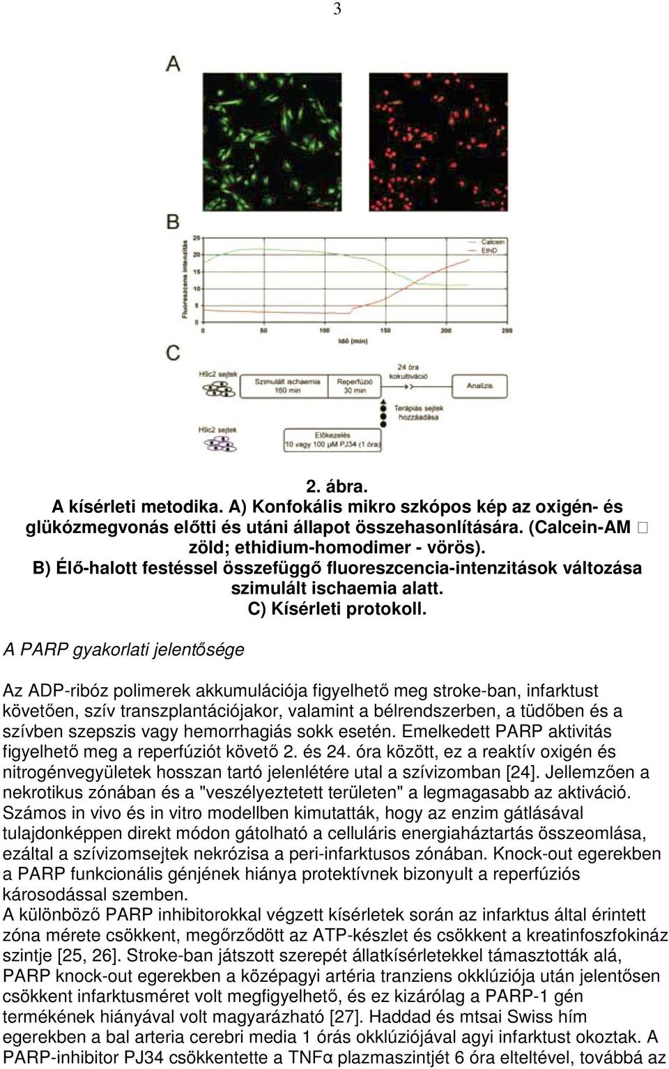 A PARP gyakorlati jelentısége Az ADP-ribóz polimerek akkumulációja figyelhetı meg stroke-ban, infarktust követıen, szív transzplantációjakor, valamint a bélrendszerben, a tüdıben és a szívben