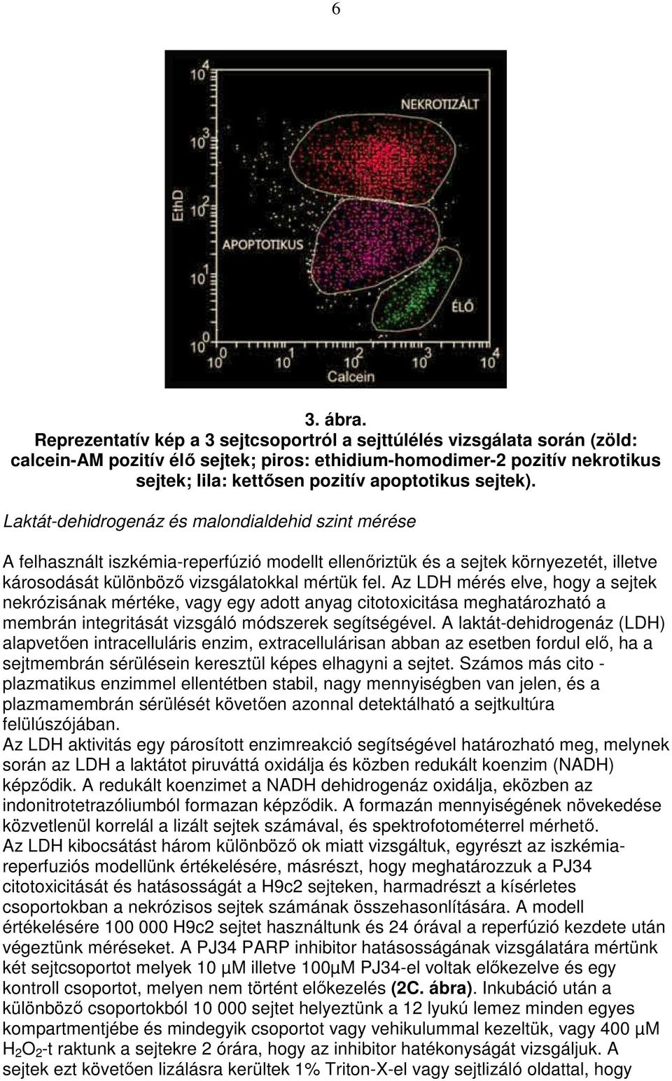 sejtek). Laktát-dehidrogenáz és malondialdehid szint mérése A felhasznált iszkémia-reperfúzió modellt ellenıriztük és a sejtek környezetét, illetve károsodását különbözı vizsgálatokkal mértük fel.