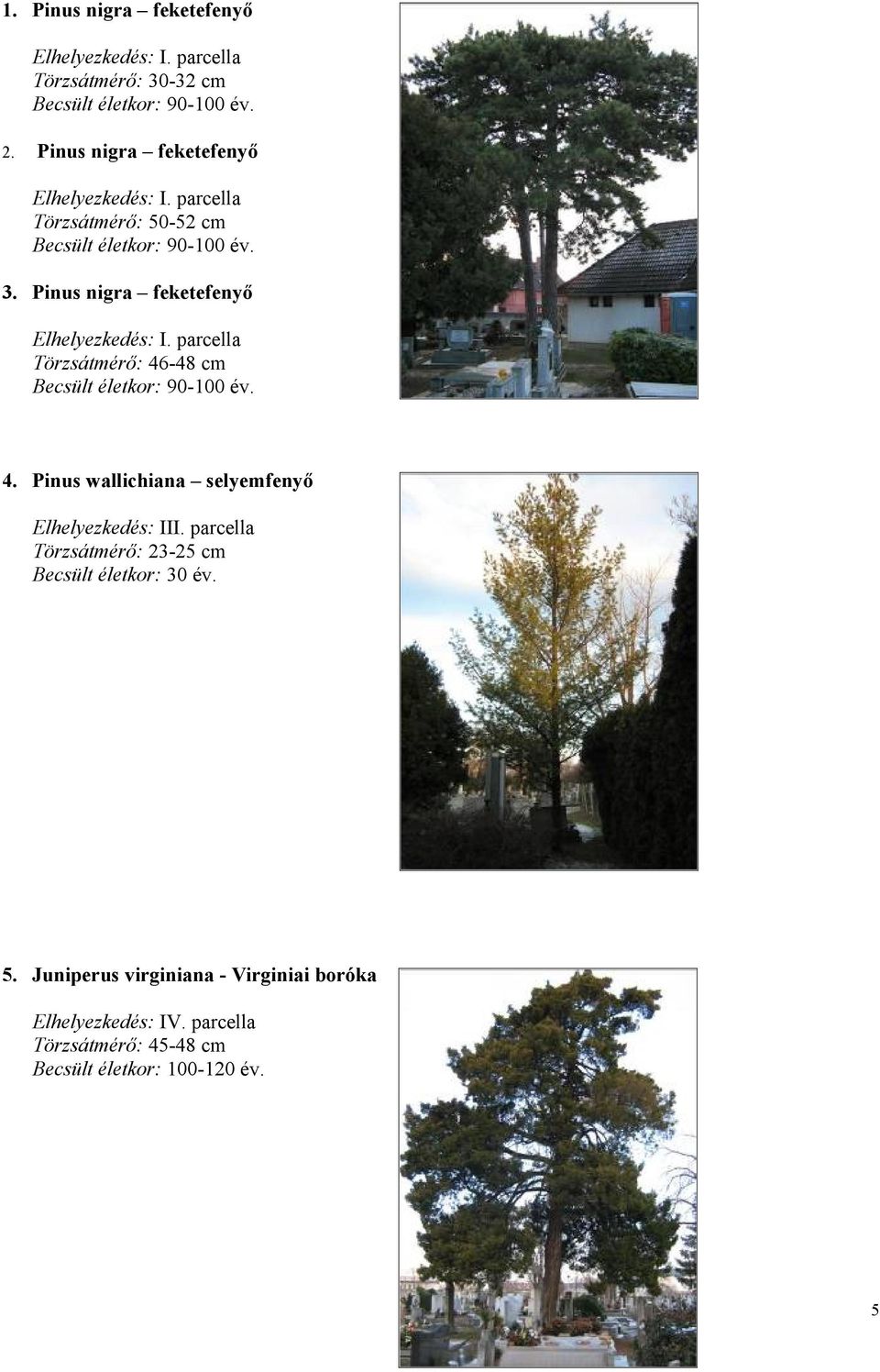 Pinus nigra feketefenyő Elhelyezkedés: I. parcella Törzsátmérő: 46-48 cm 4.