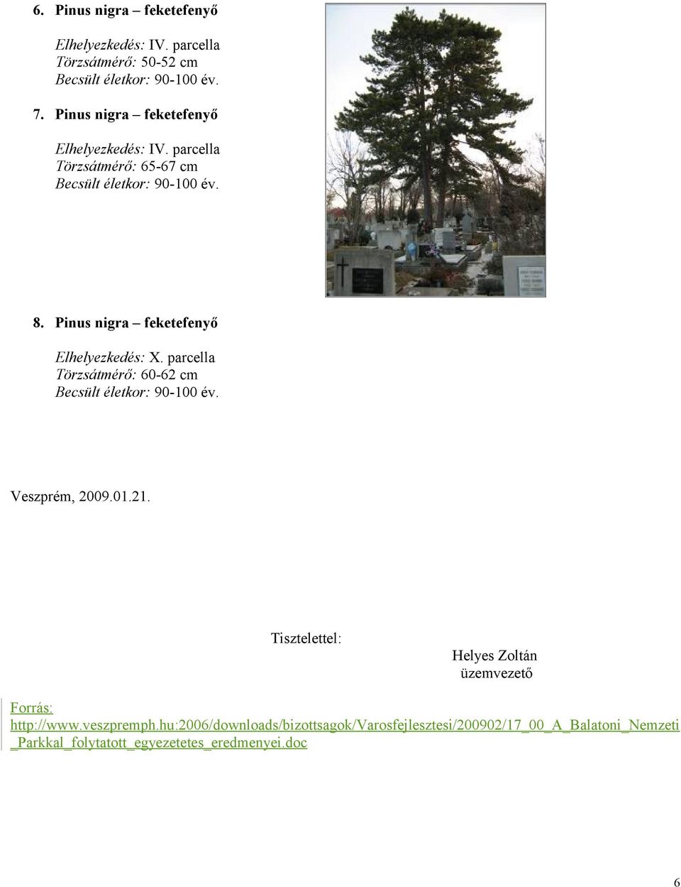 Pinus nigra feketefenyő Elhelyezkedés: X. parcella Törzsátmérő: 60-62 cm Veszprém, 2009.01.21.