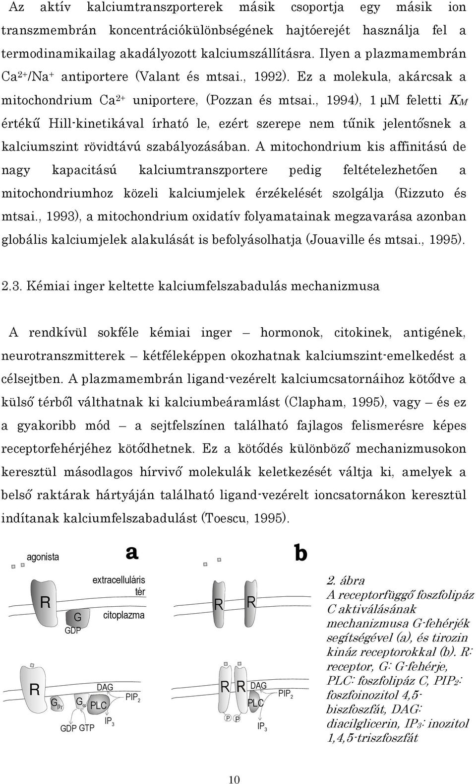 , 1994), 1 µm feletti KM értékű Hill-kinetikával írható le, ezért szerepe nem tűnik jelentősnek a kalciumszint rövidtávú szabályozásában.