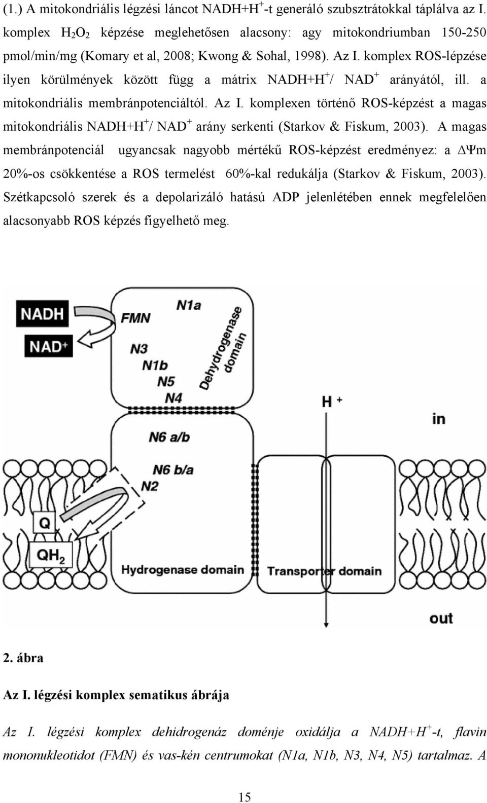 komplex ROS-lépzése ilyen körülmények között függ a mátrix NADH+H + / NAD + arányától, ill. a mitokondriális membránpotenciáltól. Az I.