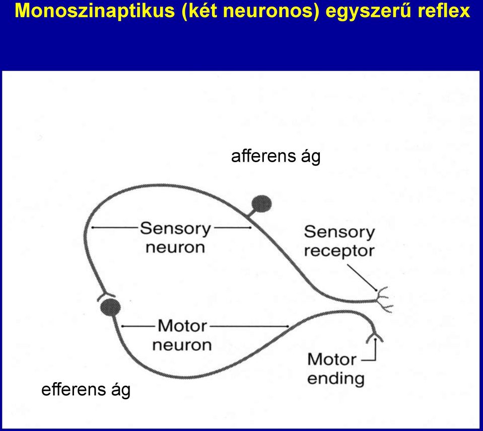 egyszerű reflex