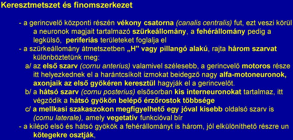 gerincvelő motoros része itt helyezkednek el a harántcsíkolt izmokat beidegző nagy alfa-motoneuronok, axonjaik az első gyökéren keresztül hagyják el a gerincvelőt.