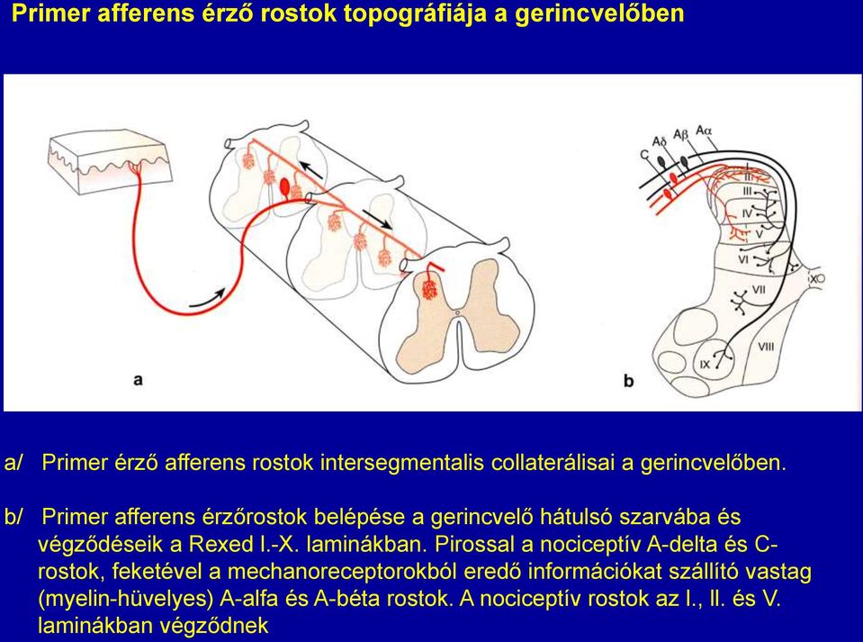 b/ Primer afferens érzőrostok belépése a gerincvelő hátulsó szarvába és végződéseik a Rexed l.-x. laminákban.