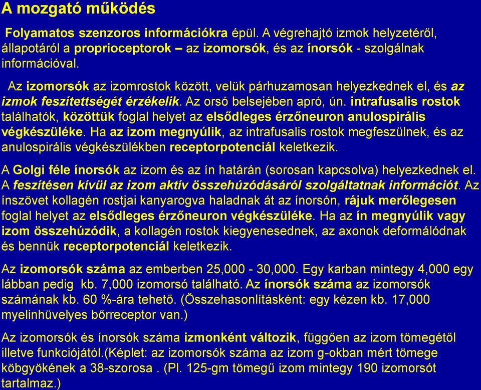 intrafusalis rostok találhatók, közöttük foglal helyet az elsődleges érzőneuron anulospirális végkészüléke.