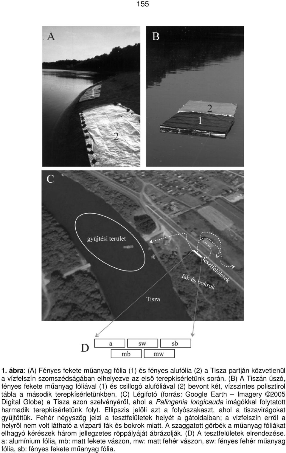 (C) Légifotó (forrás: Google Earth Imagery 2005 Digital Globe) a Tisza azon szelvényérıl, ahol a Palingenia longicauda imágókkal folytatott harmadik terepkísérletünk folyt.