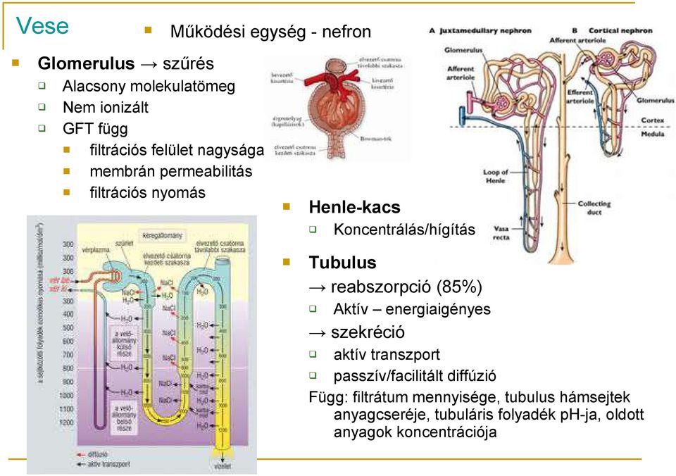 Tubulus reabszorpció (85%) Aktív energiaigényes szekréció aktív transzport passzív/facilitált diffúzió