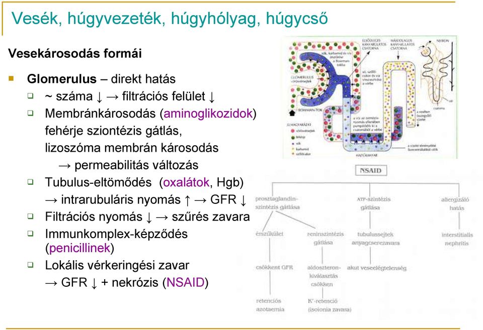 károsodás permeabilitás változás Tubulus-eltömődés (oxalátok, Hgb) intrarubuláris nyomás GFR