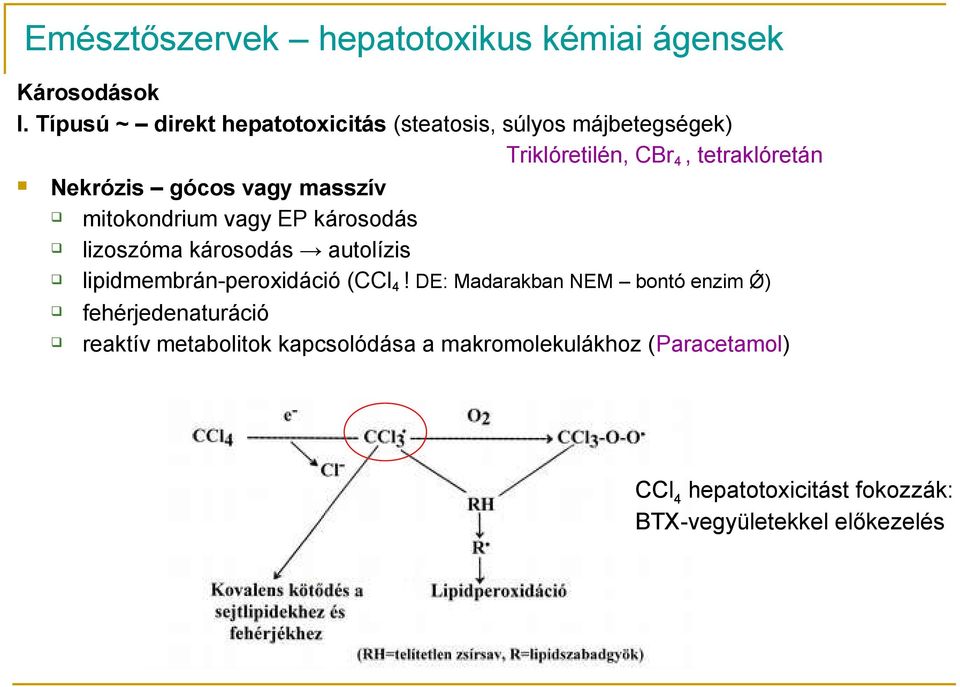 gócos vagy masszív mitokondrium vagy EP károsodás lizoszóma károsodás autolízis lipidmembrán-peroxidáció (CCl 4!