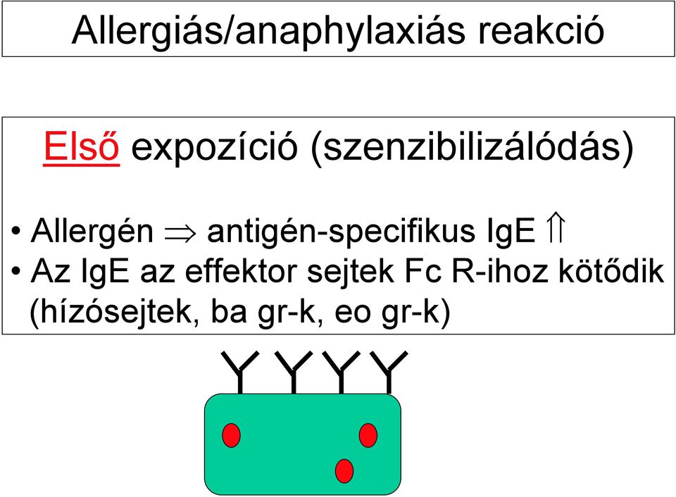 antigén-specifikus IgE Az IgE az effektor