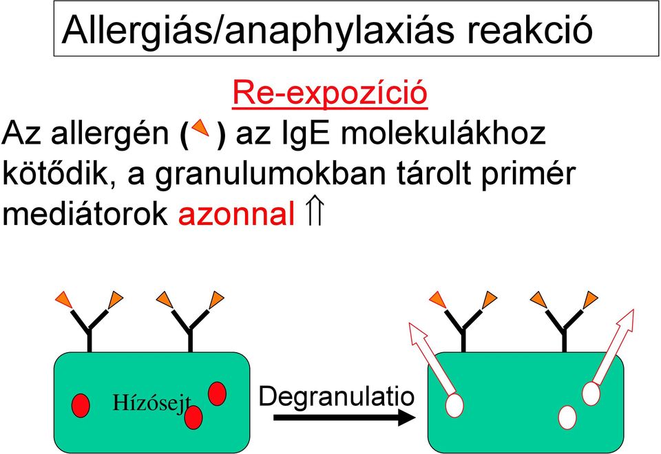 molekulákhoz kötődik, a granulumokban